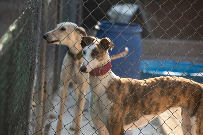 Todo lo que debes saber antes de adoptar un animal