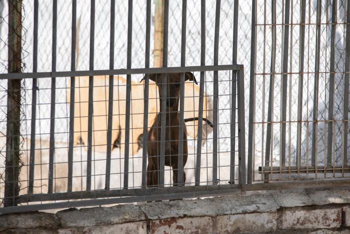 Todo lo que debes saber antes de adoptar un animal