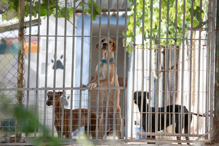 Todo lo que debes saber antes de adoptar un animal