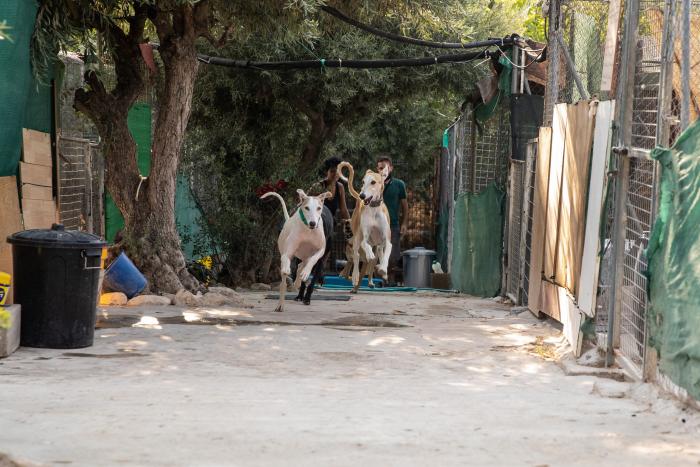 Todo lo que debes saber antes de adoptar un animal