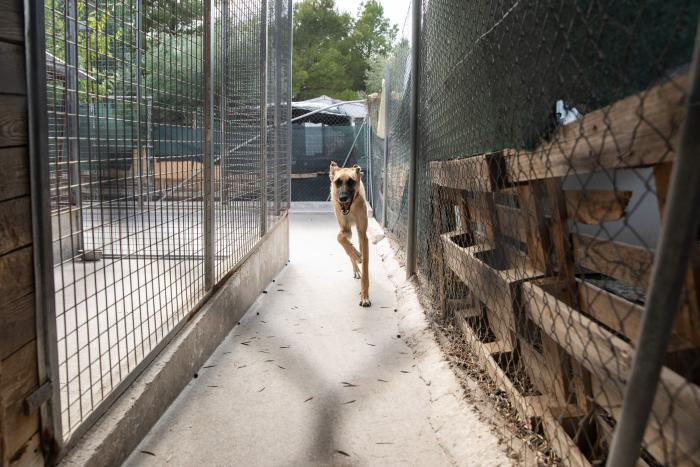 Todo lo que debes saber antes de adoptar un animal