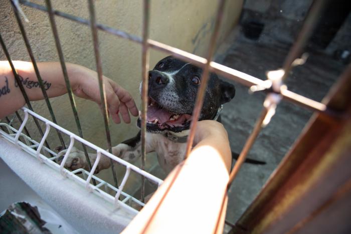 Todo lo que debes saber antes de adoptar un animal