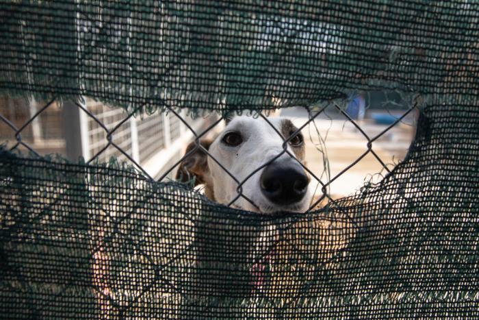 Todo lo que debes saber antes de adoptar un animal