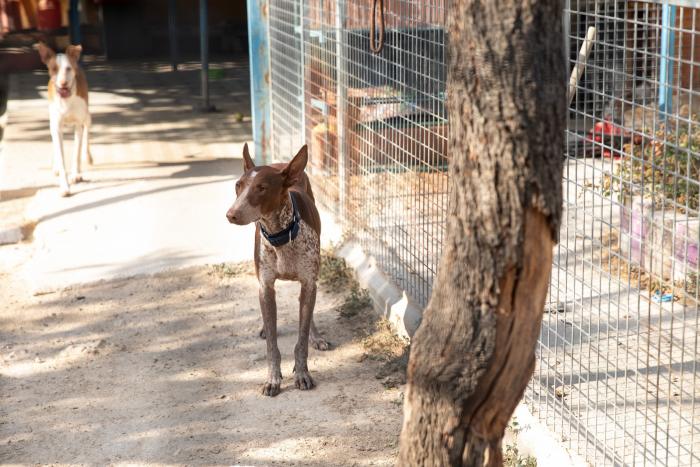 Todo lo que debes saber antes de adoptar un animal