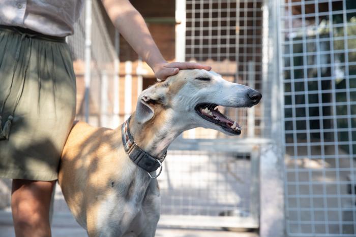 Todo lo que debes saber antes de adoptar un animal