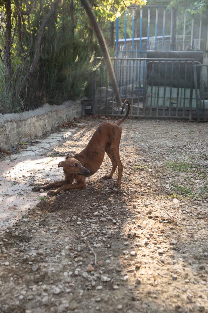 Todo lo que debes saber antes de adoptar un animal
