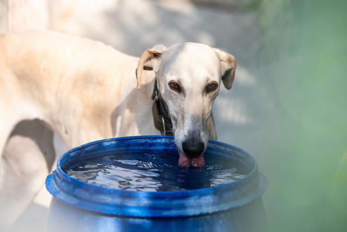 Todo lo que debes saber antes de adoptar un animal