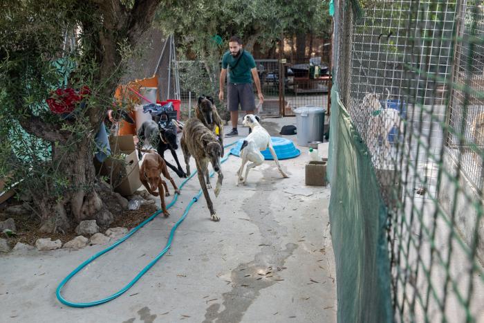 Todo lo que debes saber antes de adoptar un animal
