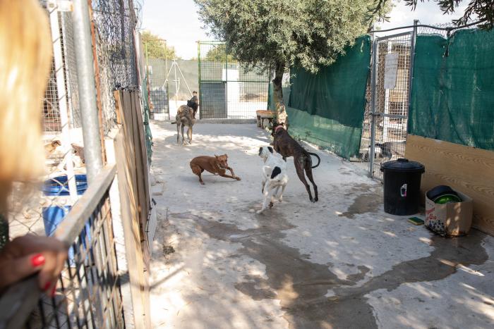 Todo lo que debes saber antes de adoptar un animal