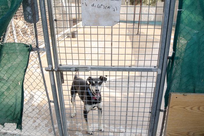 Todo lo que debes saber antes de adoptar un animal