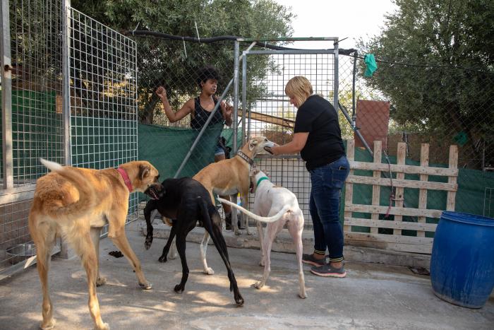 Todo lo que debes saber antes de adoptar un animal