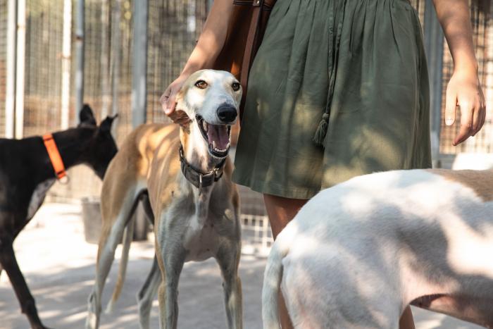 Todo lo que debes saber antes de adoptar un animal