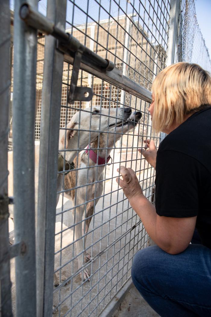 Todo lo que debes saber antes de adoptar un animal