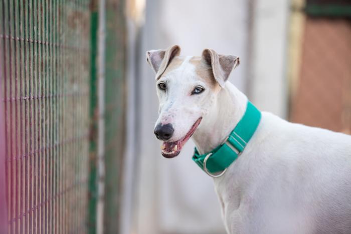 Todo lo que debes saber antes de adoptar un animal