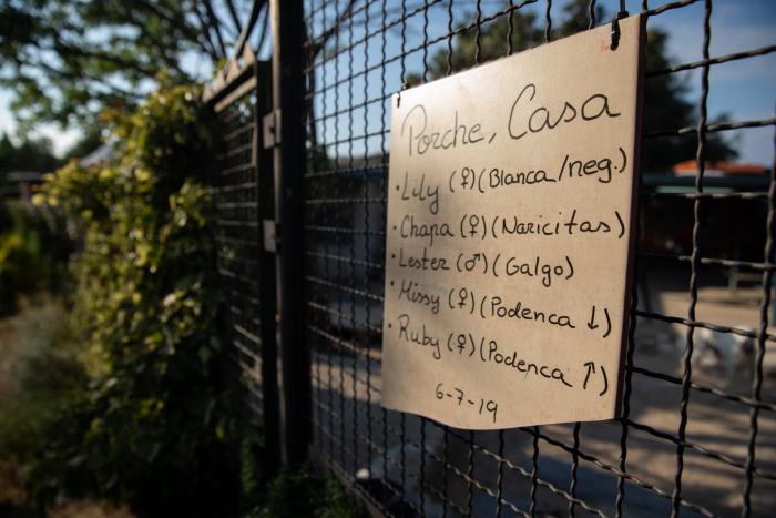 Todo lo que debes saber antes de adoptar un animal