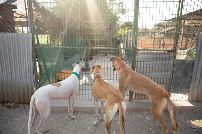 Todo lo que debes saber antes de adoptar un animal
