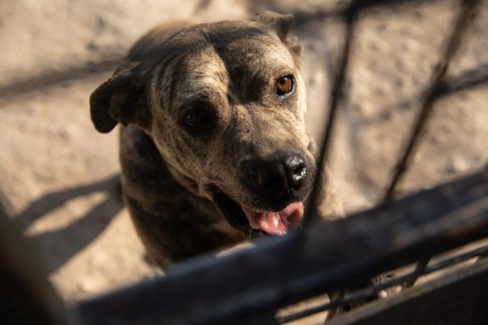 Todo lo que debes saber antes de adoptar un animal