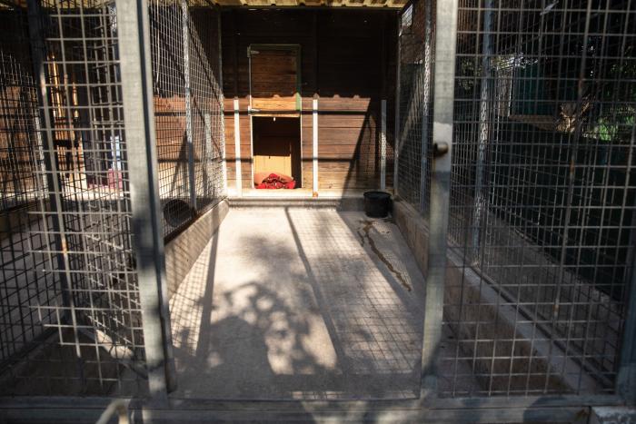 Todo lo que debes saber antes de adoptar un animal