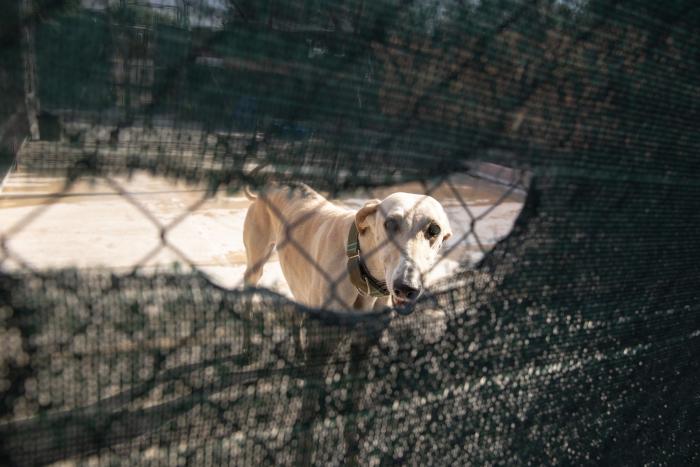 Todo lo que debes saber antes de adoptar un animal
