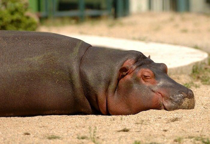 Dormir desnudo no te ayuda a tener menos calor en verano, dicen los expertos
