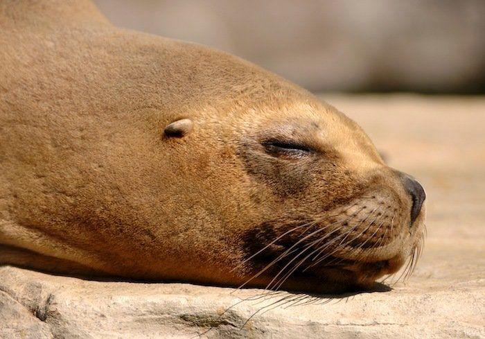 Dormir desnudo no te ayuda a tener menos calor en verano, dicen los expertos