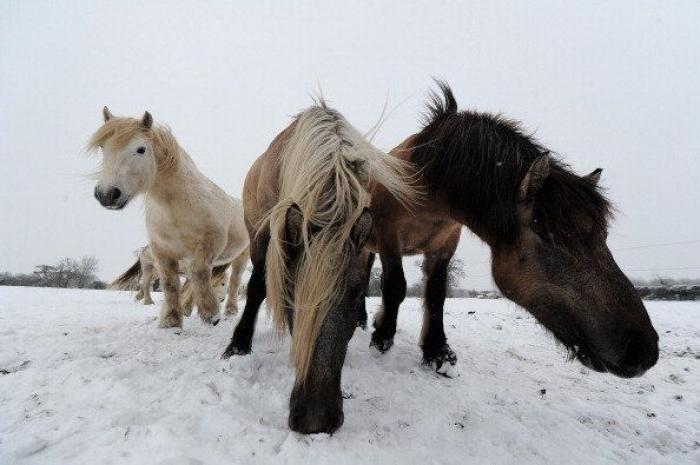 Detenido en Alicante el jefe del macrofraude europeo de la carne de caballo