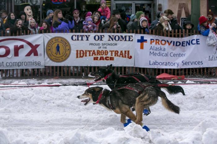 Bichinos en acción en Iditarod, la carrera de trineos tirados por perros más dura del mundo (FOTOS)