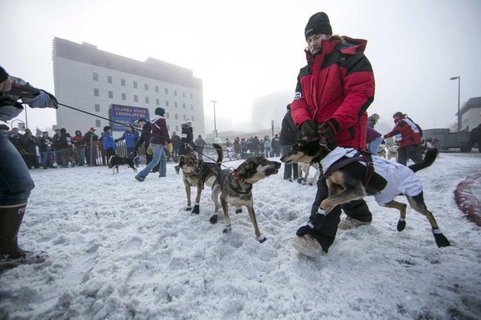 Bichinos en acción en Iditarod, la carrera de trineos tirados por perros más dura del mundo (FOTOS)