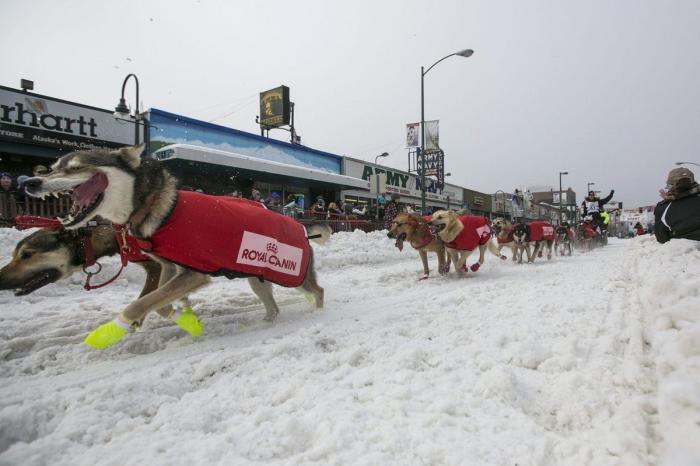 Bichinos en acción en Iditarod, la carrera de trineos tirados por perros más dura del mundo (FOTOS)