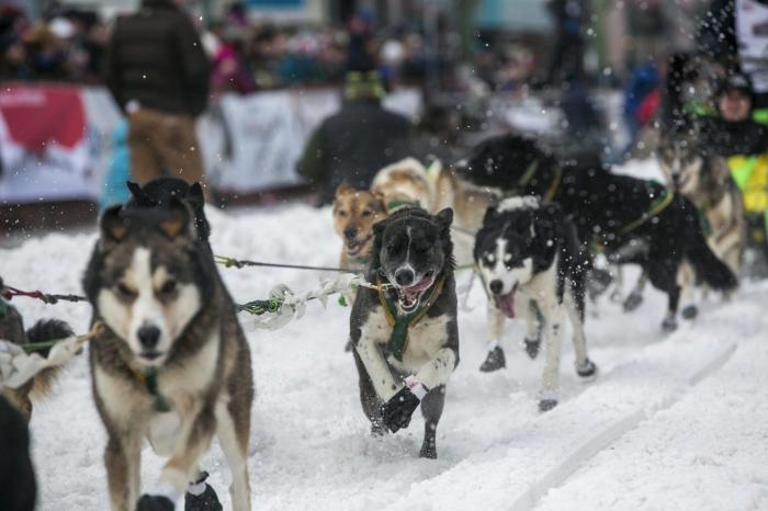 Bichinos en acción en Iditarod, la carrera de trineos tirados por perros más dura del mundo (FOTOS)