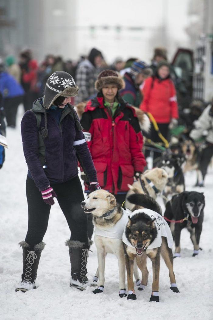 Bichinos en acción en Iditarod, la carrera de trineos tirados por perros más dura del mundo (FOTOS)