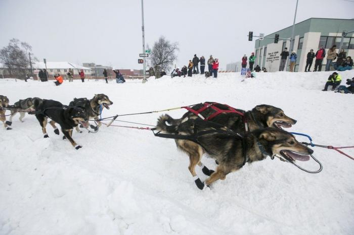 Bichinos en acción en Iditarod, la carrera de trineos tirados por perros más dura del mundo (FOTOS)
