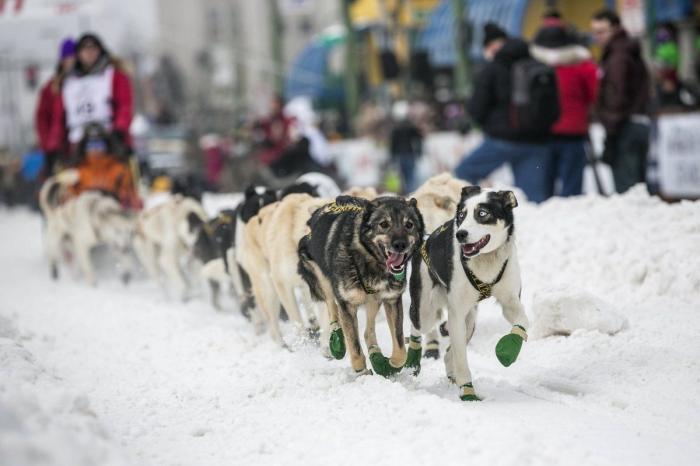 Bichinos en acción en Iditarod, la carrera de trineos tirados por perros más dura del mundo (FOTOS)