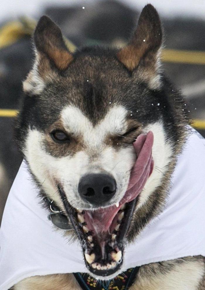Bichinos en acción en Iditarod, la carrera de trineos tirados por perros más dura del mundo (FOTOS)