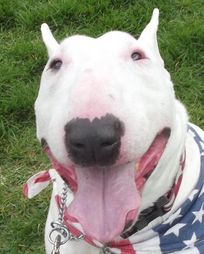 El candidato friki de Canadá que pide el voto mientras lucha contra dragones y robots