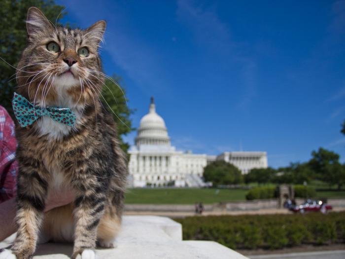 El candidato friki de Canadá que pide el voto mientras lucha contra dragones y robots