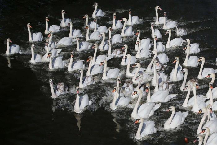 Por qué es mejor vivir sin una causa que defender
