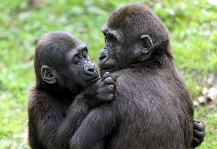 Por qué es mejor vivir sin una causa que defender