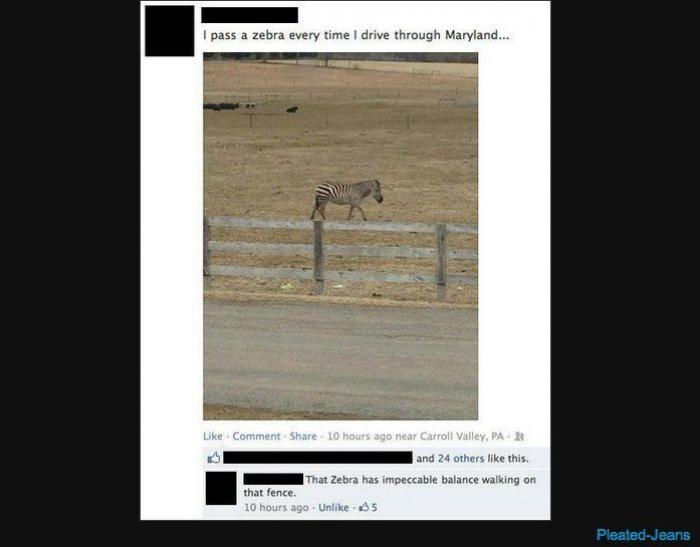 Se compra un collar a través de internet y su comentario tras probárselo triunfa en Twitter