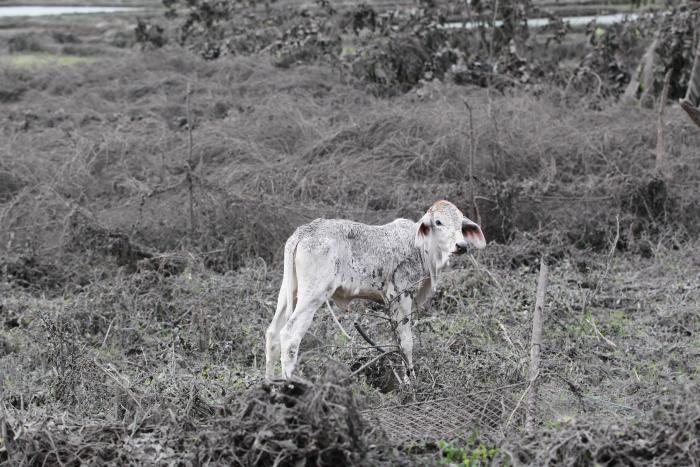 El volcán Taal ya ha desplazado a 30.000 personas y amenaza con una "erupción explosiva"