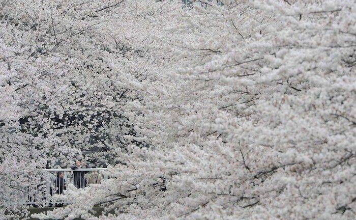 Cerezos en flor: el espectáculo primaveral (FOTOS)