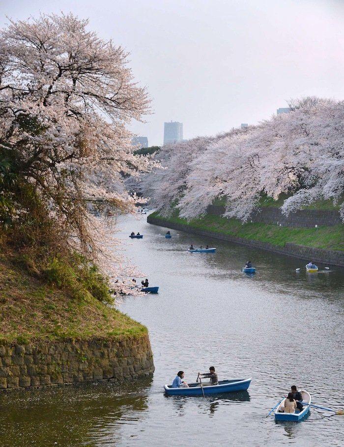 Cerezos en flor: el espectáculo primaveral (FOTOS)