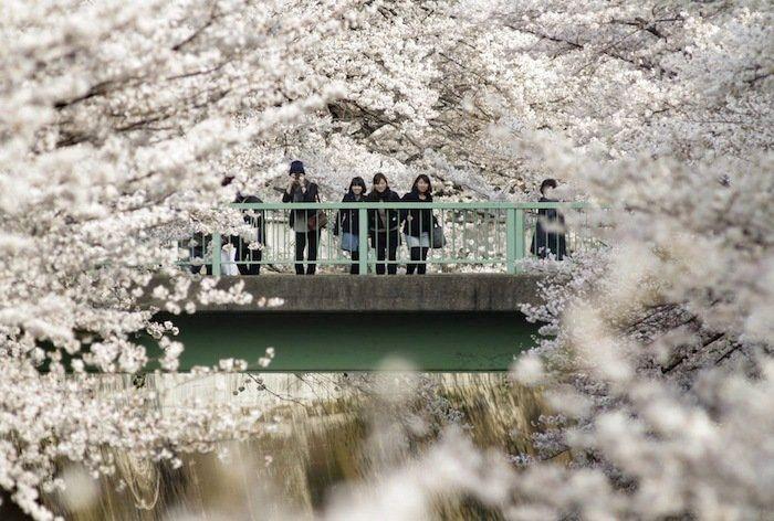 Cerezos en flor: el espectáculo primaveral (FOTOS)