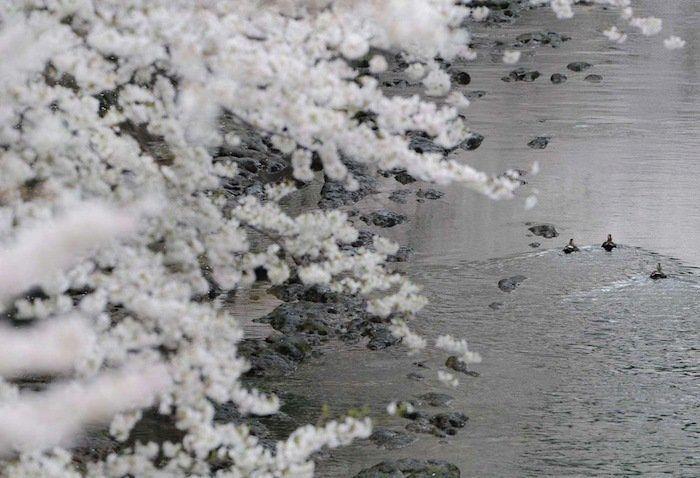 Cerezos en flor: el espectáculo primaveral (FOTOS)