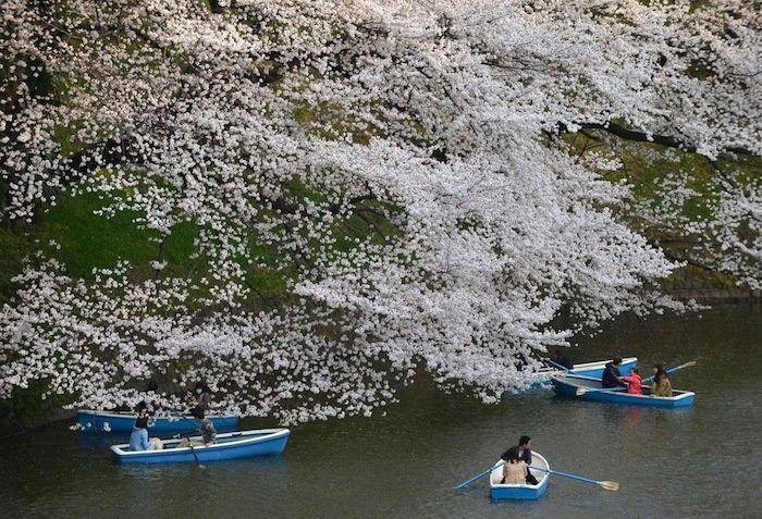 Cerezos en flor: el espectáculo primaveral (FOTOS)