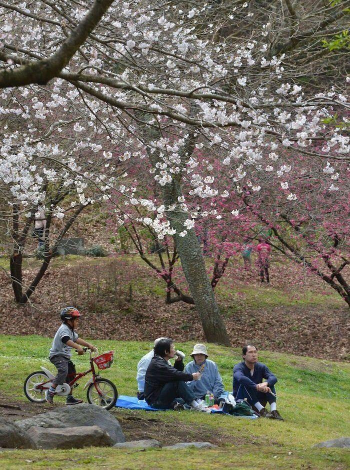 Cerezos en flor: el espectáculo primaveral (FOTOS)