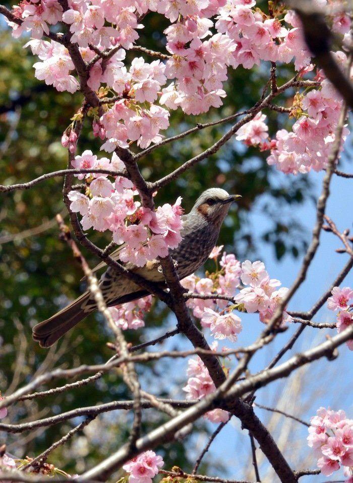 Cerezos en flor: el espectáculo primaveral (FOTOS)