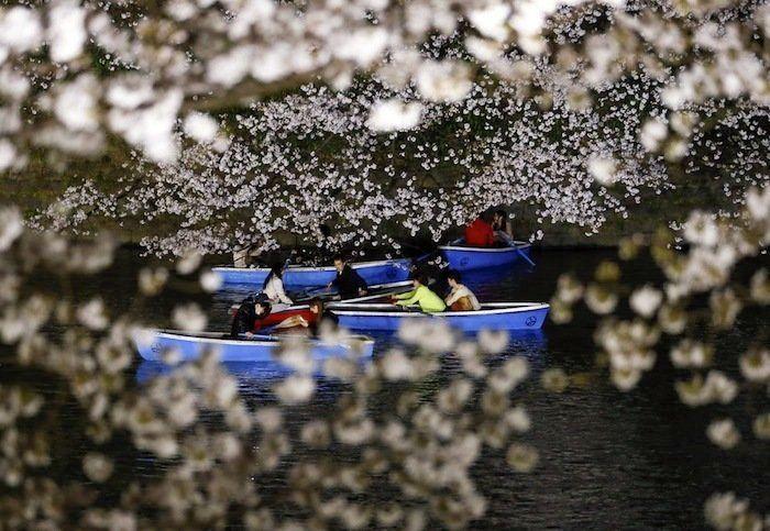 Cerezos en flor: el espectáculo primaveral (FOTOS)
