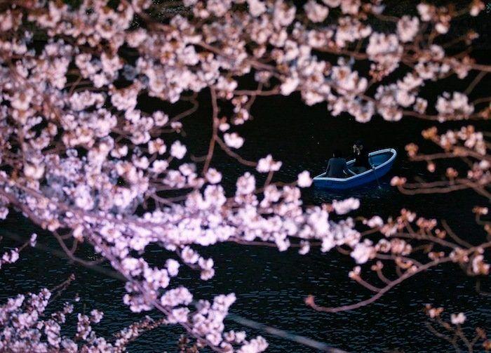 Cerezos en flor: el espectáculo primaveral (FOTOS)