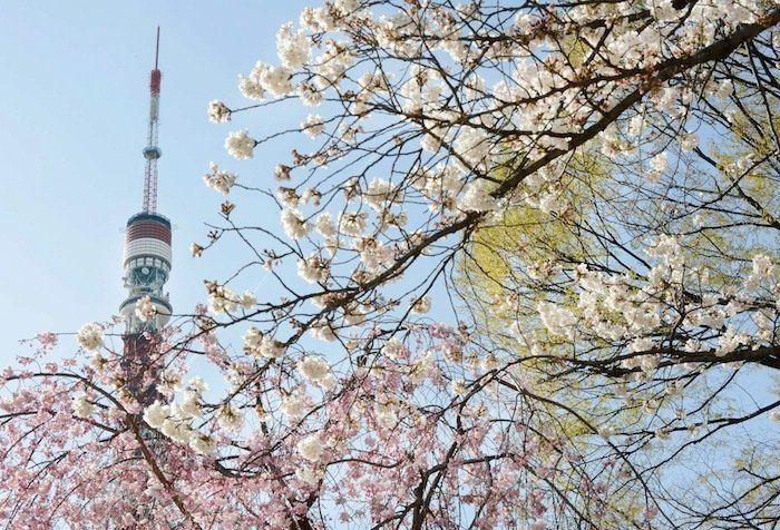 Cerezos en flor: el espectáculo primaveral (FOTOS)